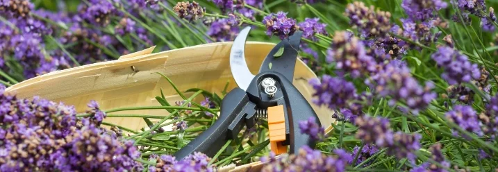 Gartenschere und Lavendel in einem Korb