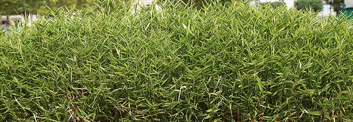 Dichte grüne Bambushecke