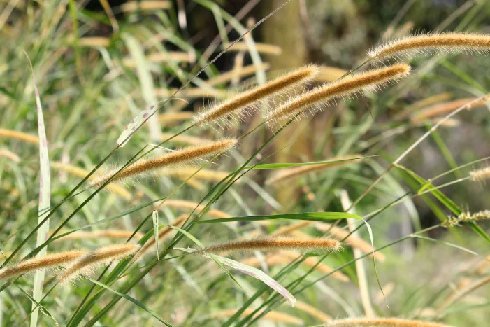 Hoher Grasbüschel mit Samenständen