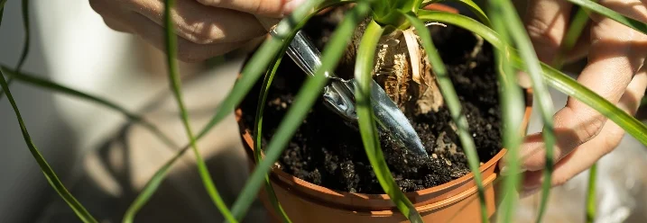 Person pflanzt Pflanze mit Schaufel um