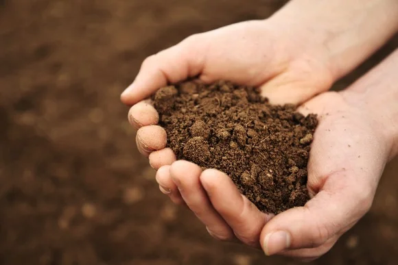 Hände halten dunkle Erde
