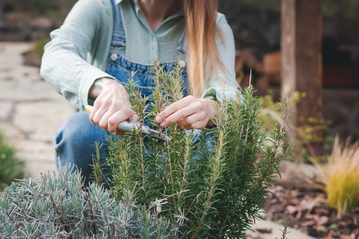 Person schneidet Rosmarin mit Gartenschere