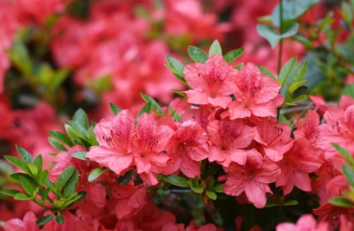 Nahaufnahme blühender Rhododendren