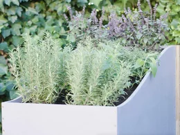 Hochbeet mit Rosmarin und Basilikum