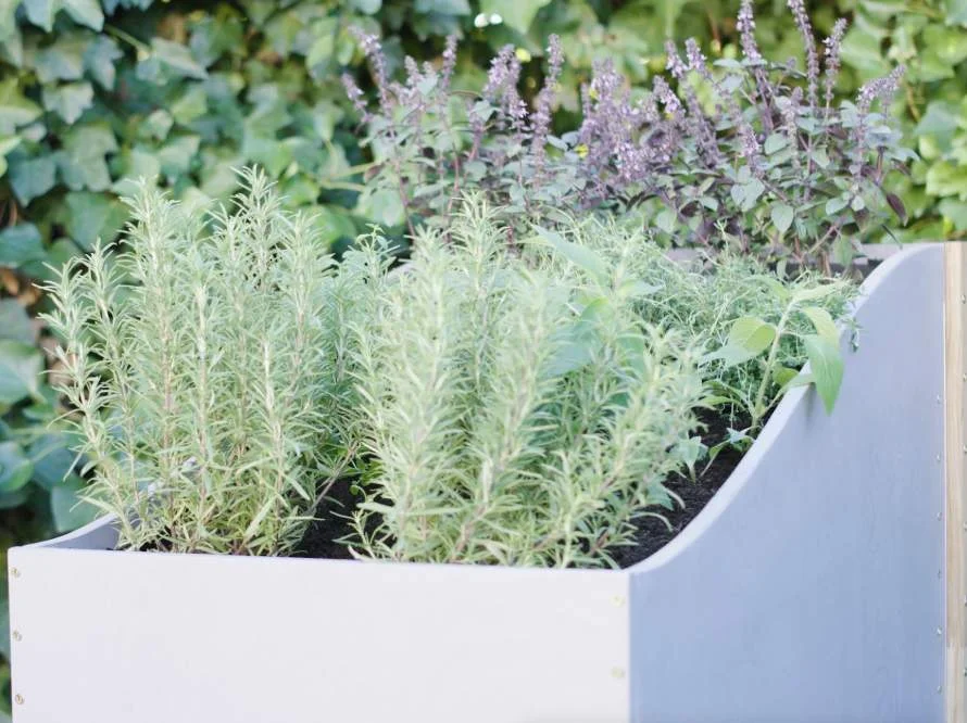 Hochbeet mit Rosmarin und Basilikum