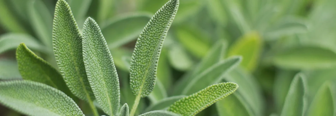 Nahaufnahme von Salbeiblättern