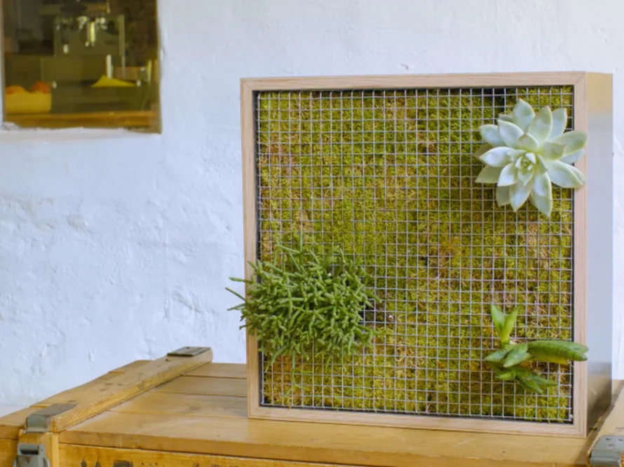 Holzkasten mit Moos und Sukkulenten