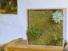 Holzkasten mit Moos und Sukkulenten