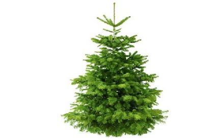 RT ProPlanet Nordmannstanne 45 19 717x467 Weihnachtsbaum