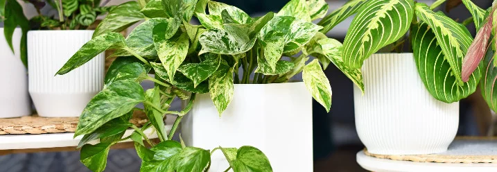 Drei Topfpflanzen auf Beistelltischen