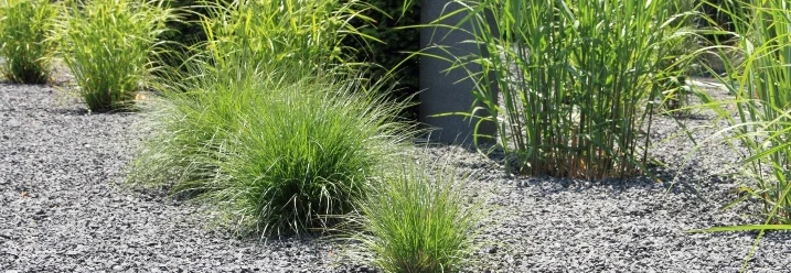 Ziergräser auf Kiesbeet