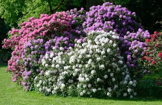 Rhododendron schneiden: So gelingt der Rckschnitt