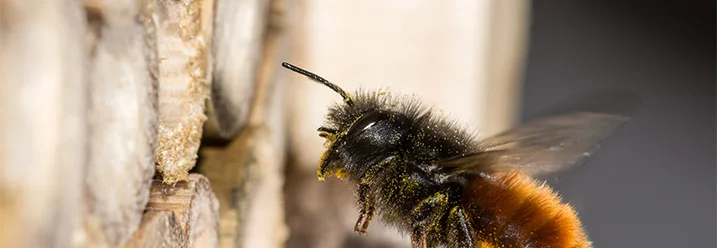 Biene fliegt vor Bienenhotel
