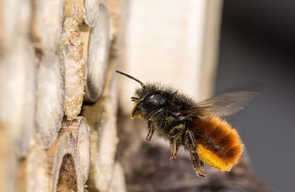 RT Wildbienen Mauerbiene 21 04 717x467
