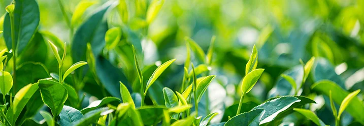 Leuchtend grüne Teeblätter