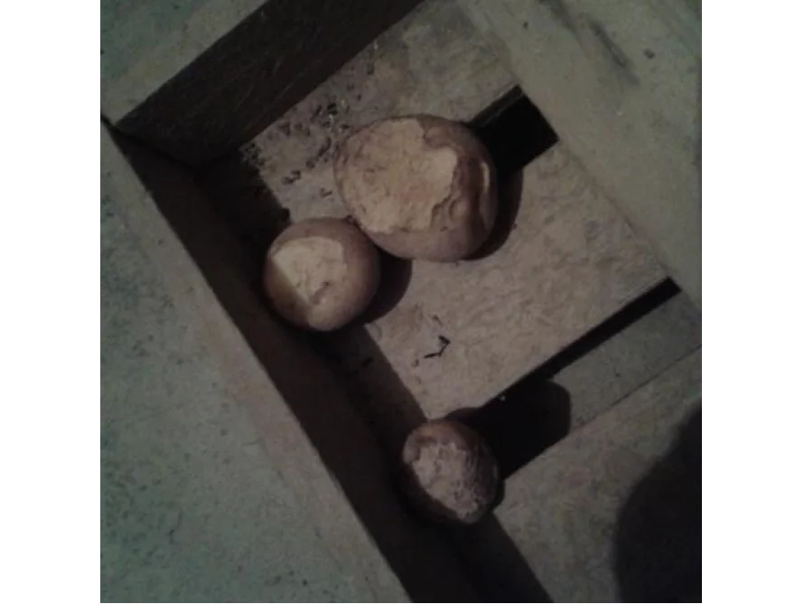 Drei Kartoffeln in einer Holzkiste