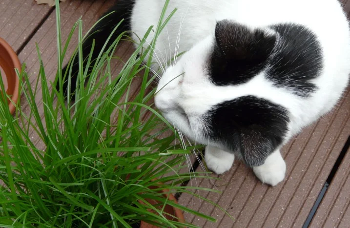 Katzengras richtig pflanzen und pflegen