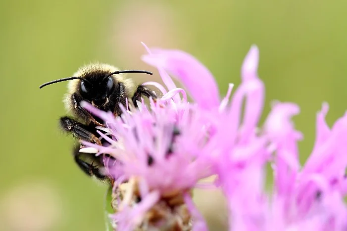 Biene auf lila Blume