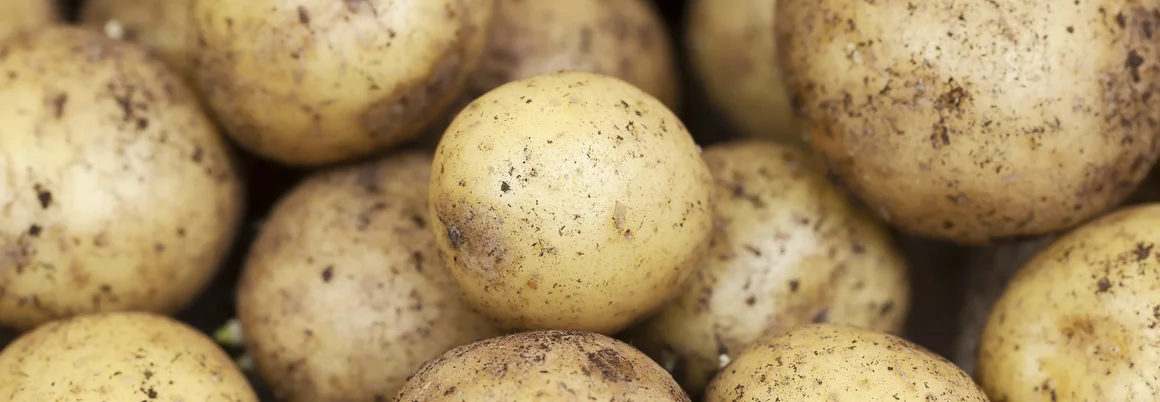 Viele Kartoffeln mit Erde daran