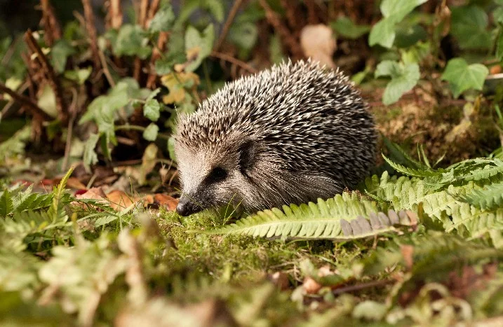Igel im Garten