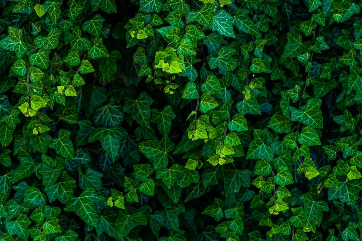 Wand voller grüner Efeu Blätter