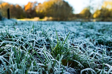 Mit Reif bedeckter Rasen