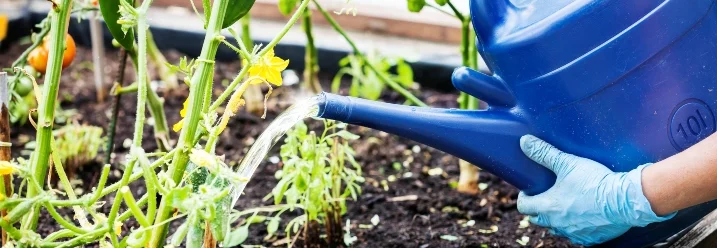 Hand gießt Pflanze mit Gießkanne