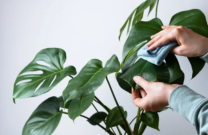 philodendron black cardinal standort 4