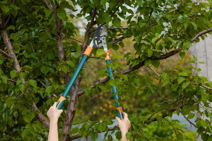 Person schneidet Baum mit Gartenschere