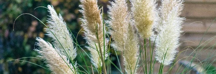 Hohes Ziergras mit weissen Blüten