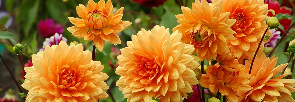 Nahaufnahme von orangefarbenen Dahlienblüten