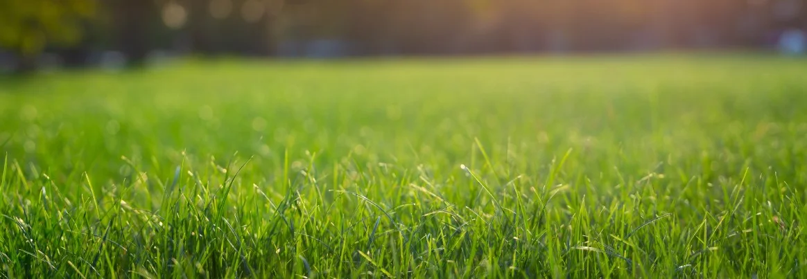 Große Rasenfläche.