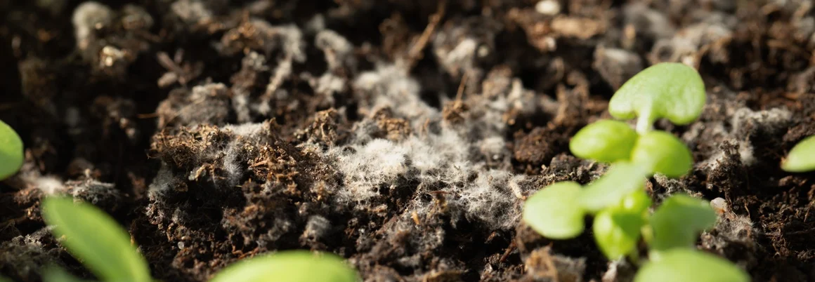 Schimmel auf der Blumenerde