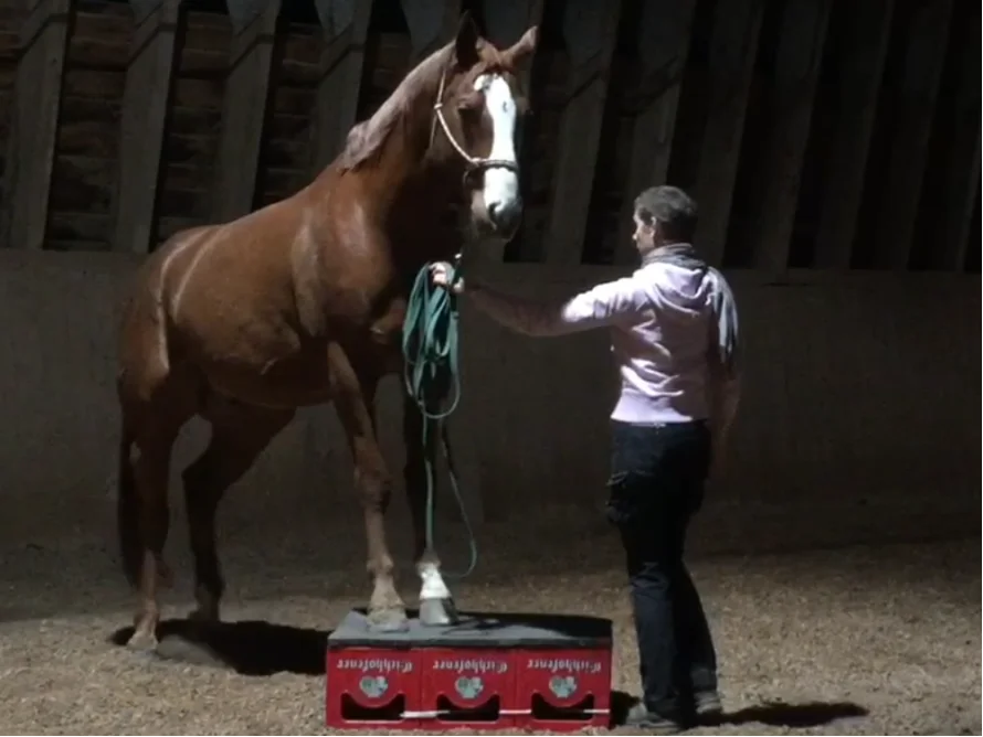 Zirkuspodest für Bodenarbeit mit Pferden