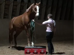 Zirkuspodest für Bodenarbeit mit Pferden