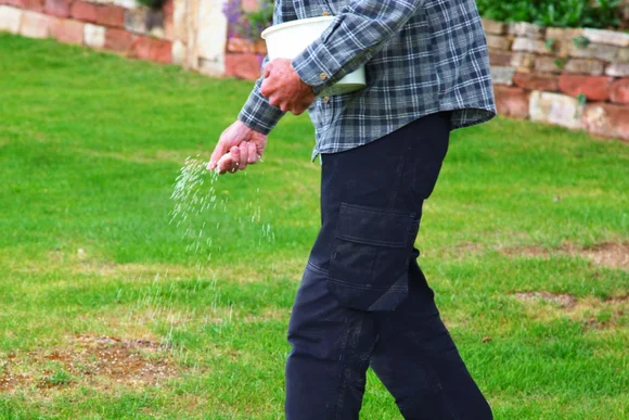 Person streut Dünger auf Rasen