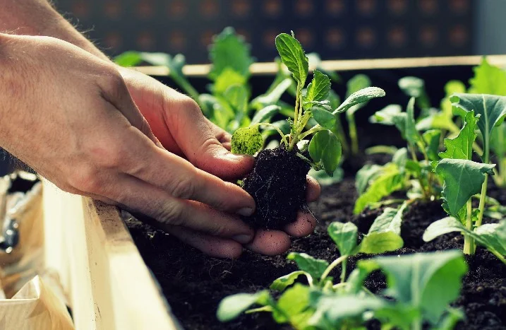 Hände pflanzen Setzling in ein Hochbeet