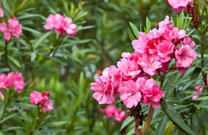 Oleander pflegen, pflanzen & berwintern: So gelingt's