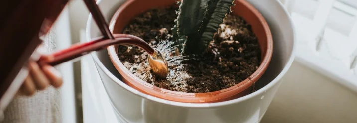 Kaktus wird mit Gießkanne gegossen