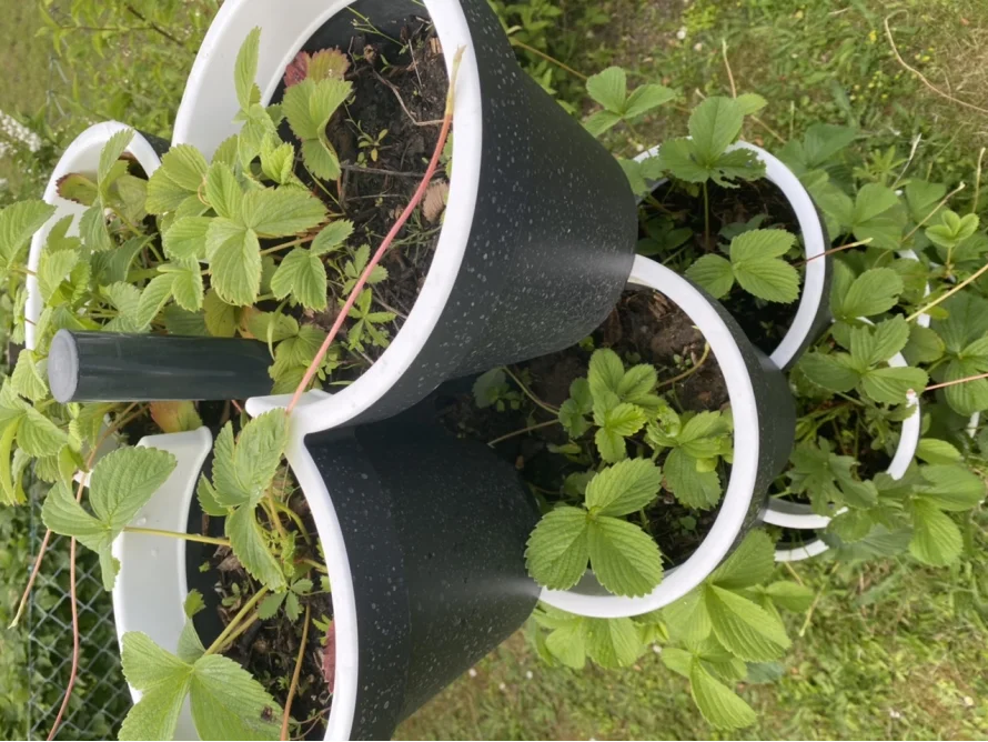 Erdbeerpflanzen in einem Topfständer