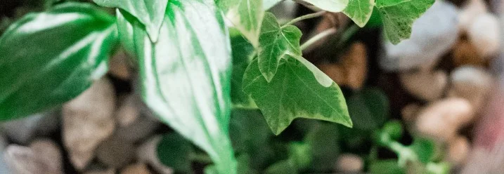 Nahaufnahme einer Pflanze in einem Glas