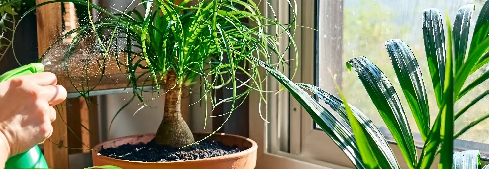 Person besprüht Pflanze mit Sprühflasche