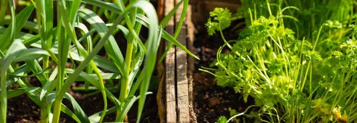 Zwei Hochbeete mit Kräutern