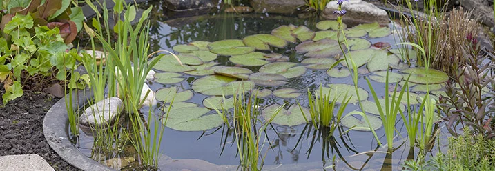 Kleiner Gartenteich mit Seerosen