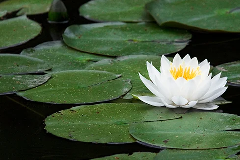 Eine Seerose auf einem Teich