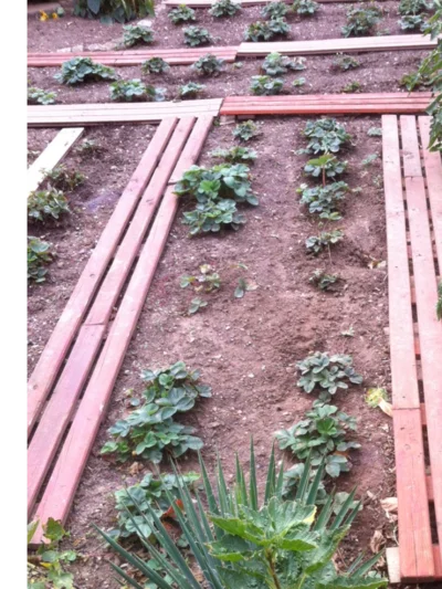 Hochbeet mit Erdbeerpflanzen