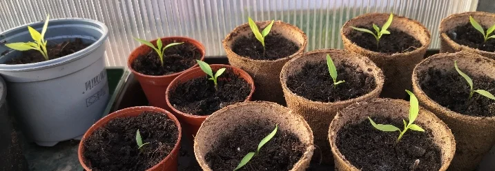 Paprika-Pflänzlinge in Töpfen im Gewächshaus