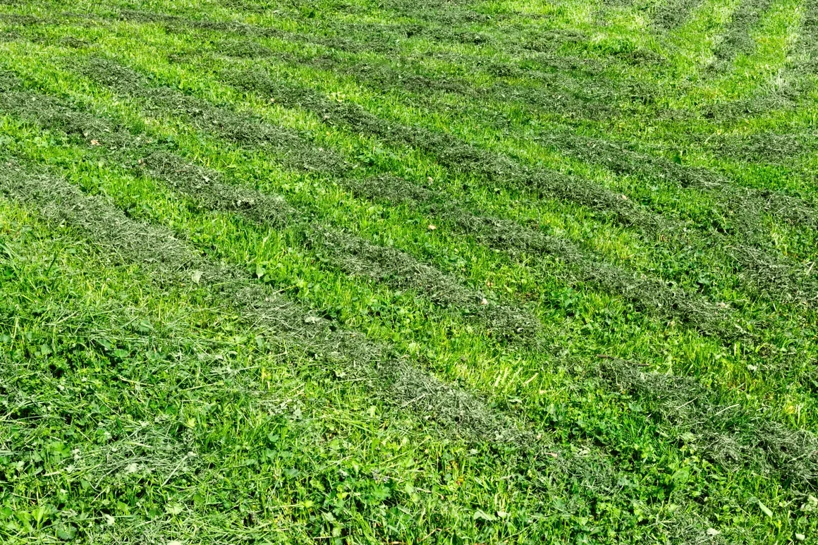 Frisch gemähter Rasen