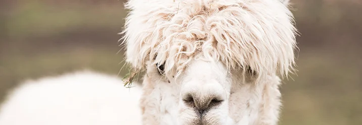 Weißes Alpaka mit wuscheligem Fell