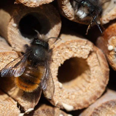 Biene in Insektenhotel